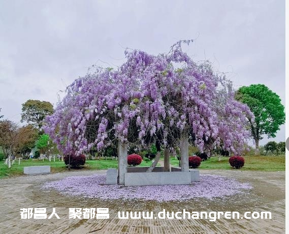 都昌县沁芳园广场的紫藤花